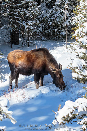 Moose Cow