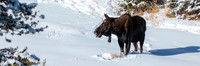 Silver Dollar Bull Moose