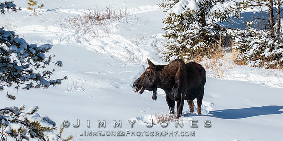 Silver Dollar Bull Moose