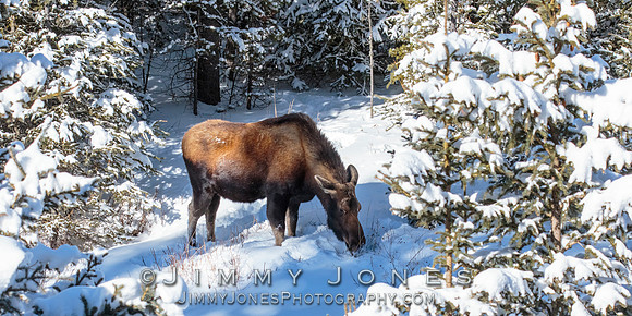 Moose Cow
