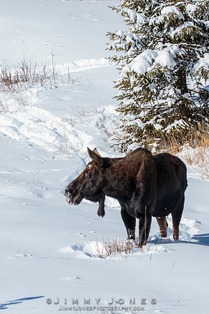 Silver Dollar Bull Moose