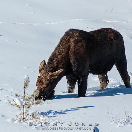 Silver Dollar Bull Moose