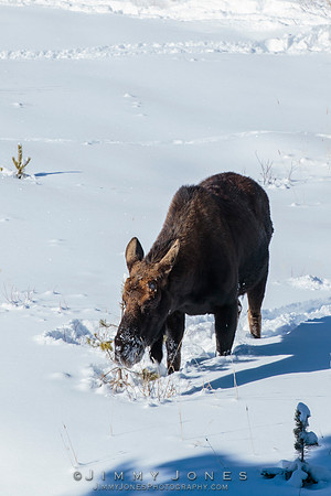 Silver Dollar Bull Moose
