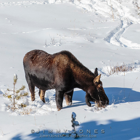 Silver Dollar Bull Moose