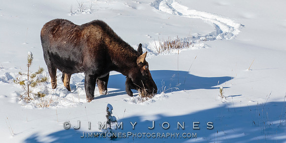 Silver Dollar Bull Moose