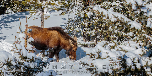 Moose Cow