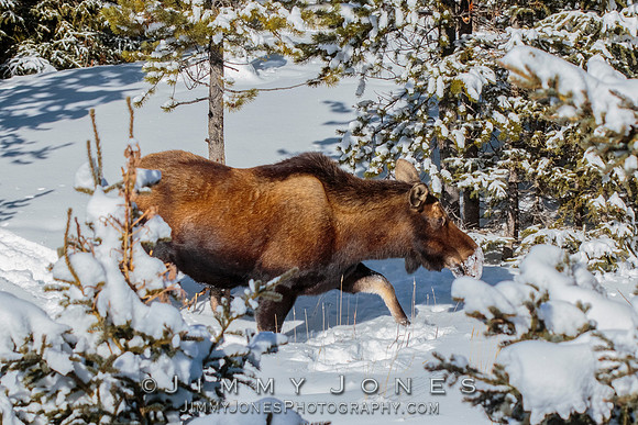 Moose Cow