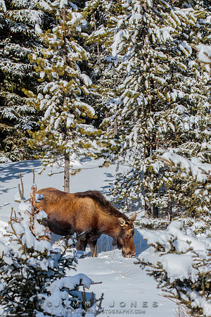 Moose Cow