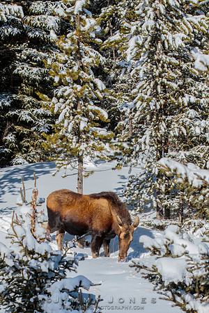 Moose Cow