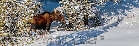 Moose Cow