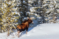 Moose Cow