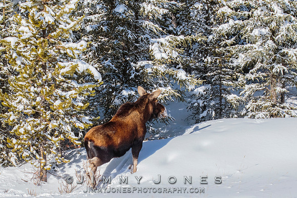 Moose Cow