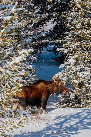 Moose Cow