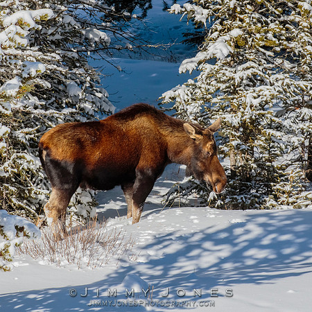 Moose Cow
