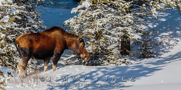 Moose Cow