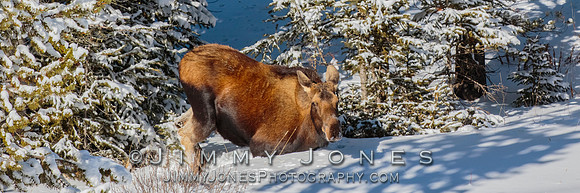 Moose Cow