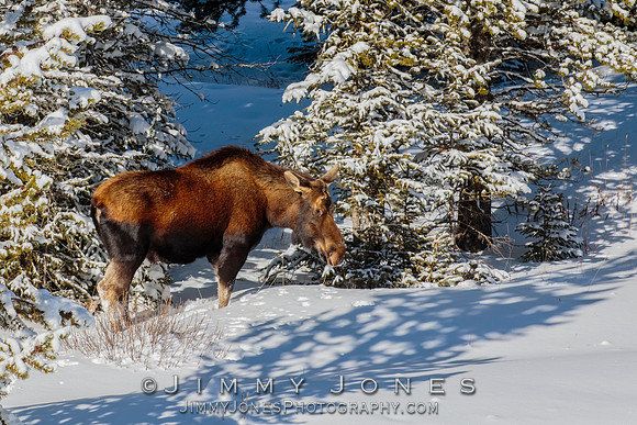 Moose Cow