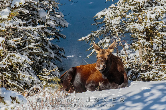 Moose Cow