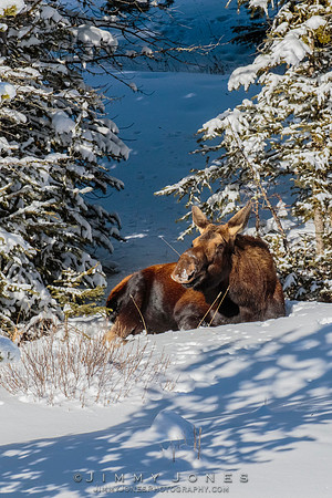 Moose Cow