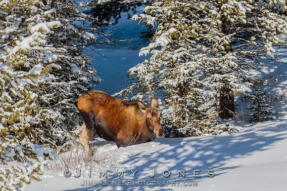 Moose Cow