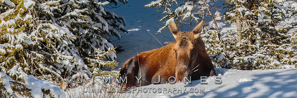 Moose Cow