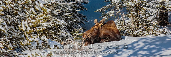Moose Cow