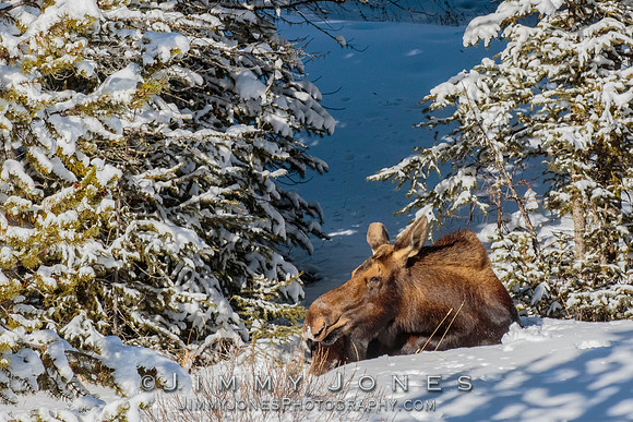 Moose Cow