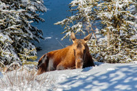 Moose Cow