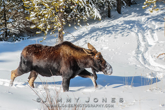 Silver Dollar Bull Moose
