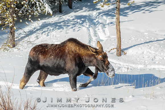 Silver Dollar Bull Moose