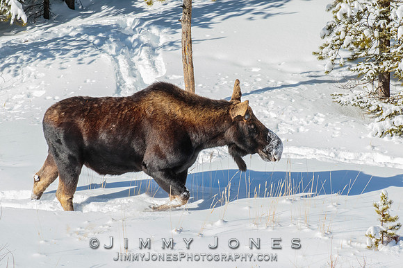 Silver Dollar Bull Moose