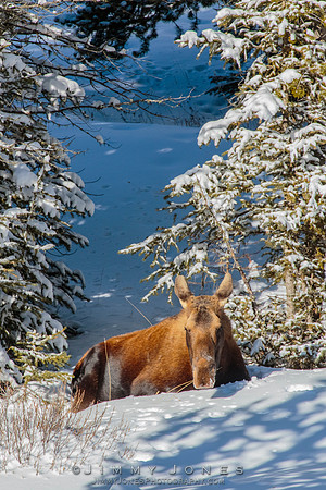 Moose Cow