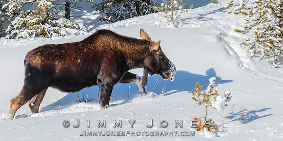 Silver Dollar Bull Moose