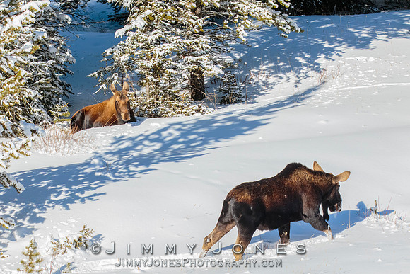 Silver Dollar Bull Moose / Cow