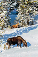 Silver Dollar Bull Moose / Cow