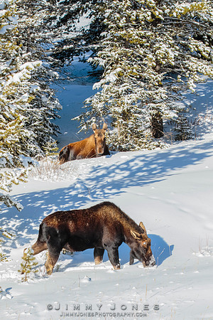 Silver Dollar Bull Moose / Cow