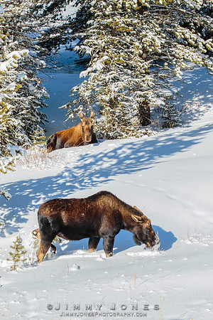 Silver Dollar Bull Moose / Cow