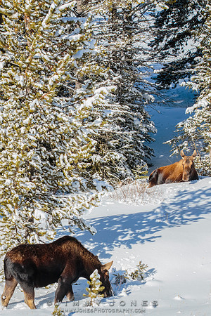 Silver Dollar Bull Moose / Cow