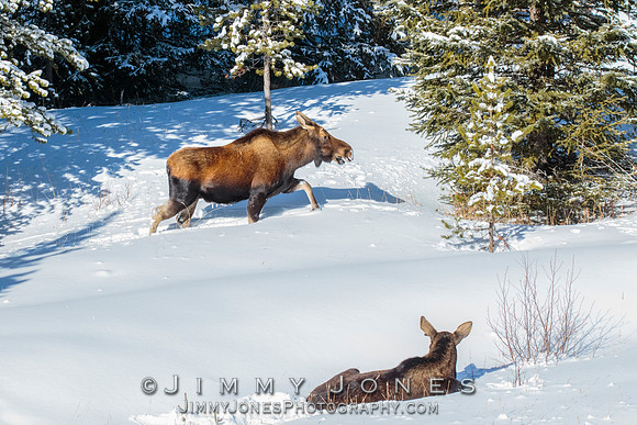 Silver Dollar Bull Moose / Cow