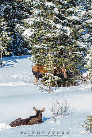 Silver Dollar Bull Moose / Cow