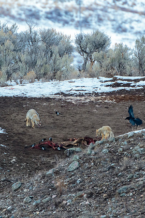 Coyotes at Elk Carcass
