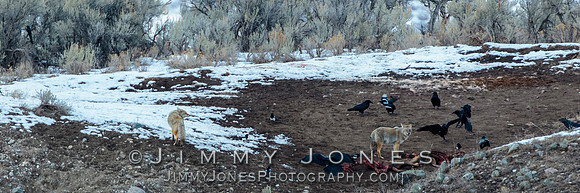 Coyotes at Elk Carcass