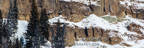 Mountain Goat