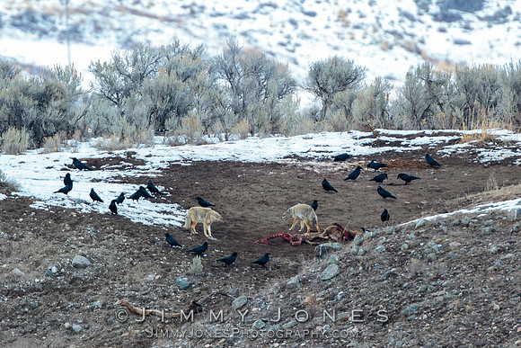 Coyotes at Elk Carcass