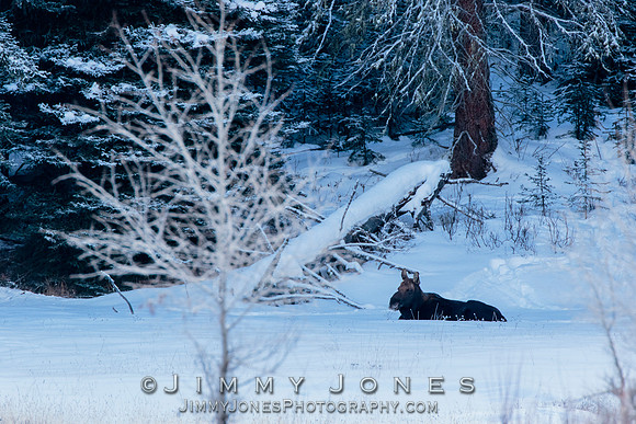 Silver Dollar Bull Moose