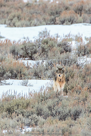 Shrimp Lake Pack Wolf Pup