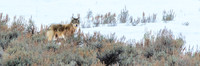 Shrimp Lake Pack Wolf Pup