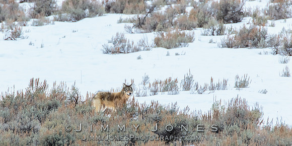 Shrimp Lake Pack Wolf Pup
