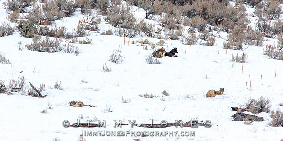 Shrimp Lake Pack Wolves