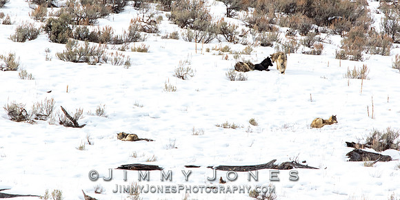 Shrimp Lake Pack Wolves